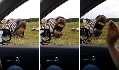 Arabanın İçinden Beslediği Zebraya Dublaj Yaptı