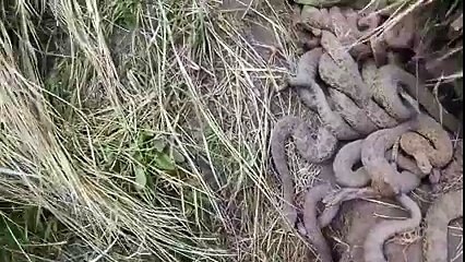 خطير واد من الافاعي c,est une revier des serpont