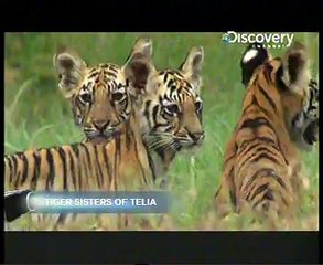 Beautiful tigers kids must watch
