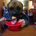 amazing dogs eating videos amazing and funny