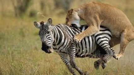 Os Leões do Serengeti: Ep.O Desespero pela sobrevivência