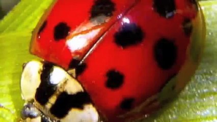Ladybug Life Cycle Explained 🐞