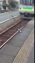 Голубь в ожидании поезда