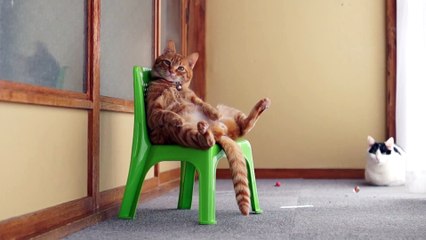 Жизнь короля. Смешной рыжий кот сидит на троне