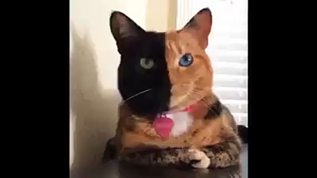 amazing cats very funny clips