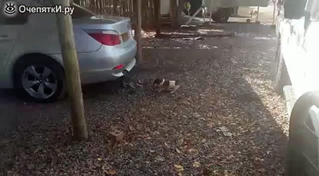 Котёнок против щенка за кусок мяса