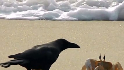 КРАБ И ВОРОНЫ