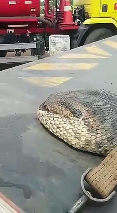 7 Metre Uzunluğunda Dev Yılan Yakalandı