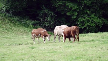 Cette vache pleure de terreur... jusqu'à ce qu'elle comprenne où elle va.