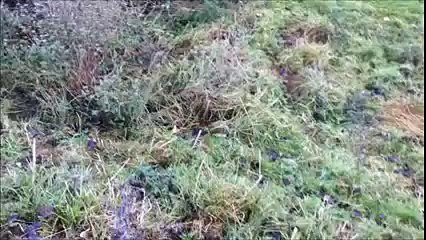 Two guys are delighted that their cardboard rc plane actually flies!