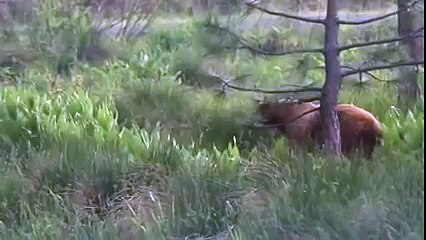 Two tiny bears playing!