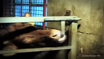 Genius Cows ...after watching this you probably want to hug that cow