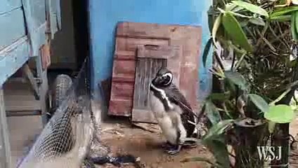 Patagonian Penguin Finds Second Home in Brazil