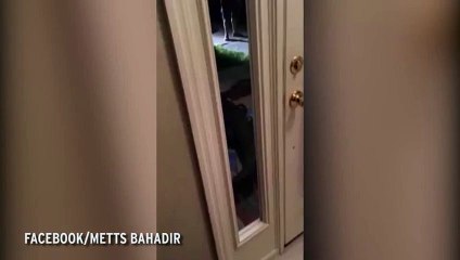 Un homme tombe nez à nez avec un Alligator de 3 mètres dans son jardin