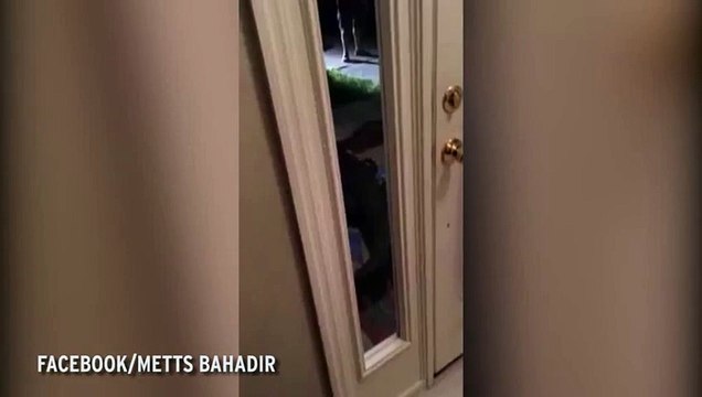 Un homme tombe nez à nez avec un Alligator de 3 mètres dans son jardin