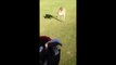 Kangaroo makes Golfers run away in Australia