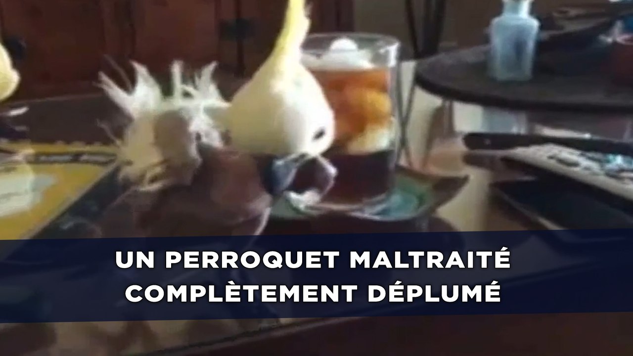 Un perroquet maltraité complètement déplumé