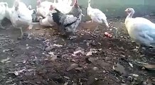 Rooster Revenge