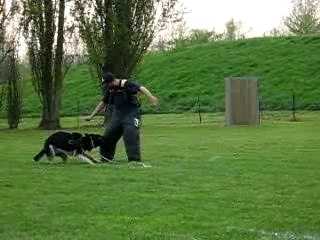 Boomer à l'entrainement 007