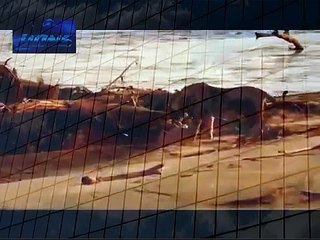 Maneless Lion vs Crocodile 2013 الأسد مقابل التمساح Best Wild Animal Videos when animals attack