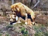 Mating Lion and Zebra Animal Breeding   Animal Attacks And Loves   YouTube when animals attack