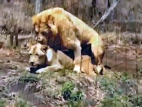 Mating Lion and Zebra Animal Breeding Animal Attacks And Loves YouTube when animals attack