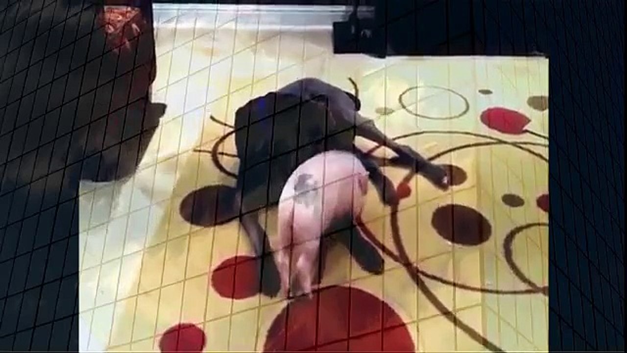 Mini Pig going crazy running in circles when animals attack