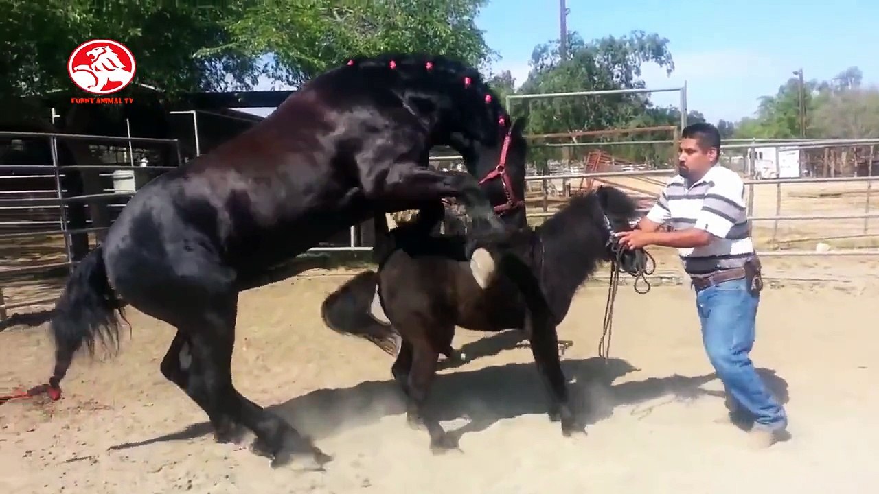 Animals mating | Horse mating, Donkey mating | Funny horse compilation 2015 Pt2