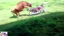 Shocking HORNY Bull Humping a Motor Bike Really Funny Must See