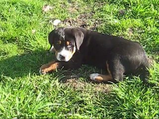 Chiots Gwen x Iyuya (09/09/2015) - 2 mois