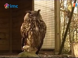 Hollanda'da baykuşa 'müebbet hapis'