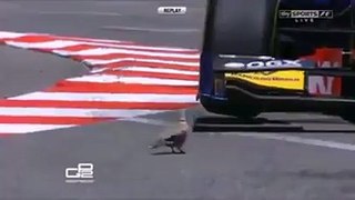amazing and funny bird accident videos