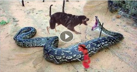 Giant Snake Vs Dog Check Out Who Will Win
