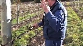 Wine grape vine pruning lesson - Inkwell Vineyards