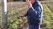 Wine grape vine pruning lesson - Inkwell Vineyards