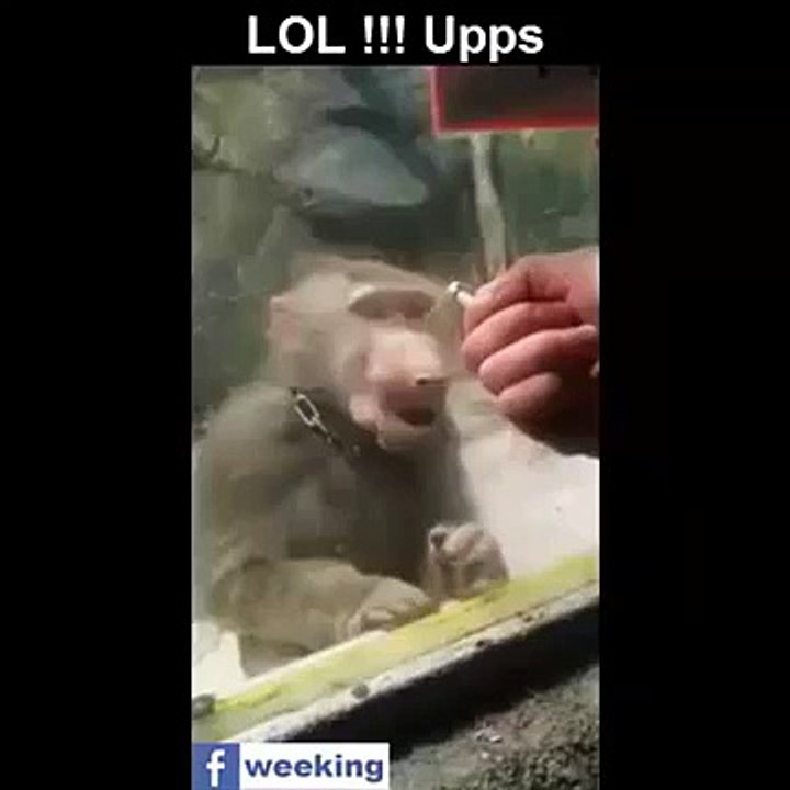 Babuíno - Oops