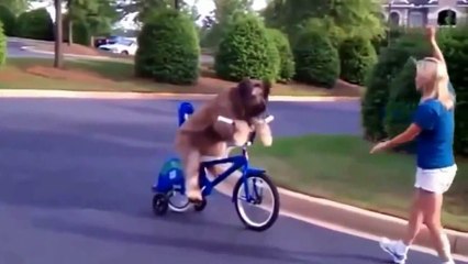 VIDEOS QUE DAN MUCHA RISA (ANIMALES GRACIOSOS)-  Videos that give much laughter