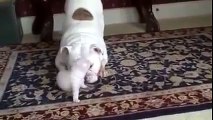 Bulldog mom teaches her pup first steps