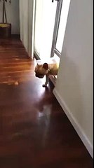 Guilty French bulldog avoids an awkward situation