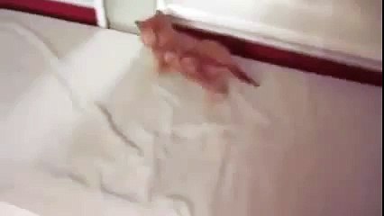 Hilarious cute kitty freaks himself out