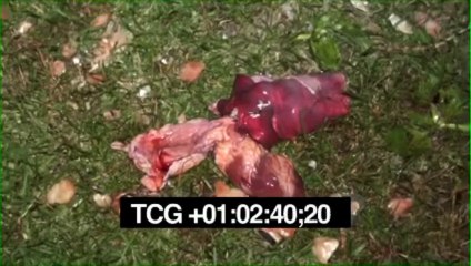 Scare Tactics - Rough Cut- Crop Circle Showdown