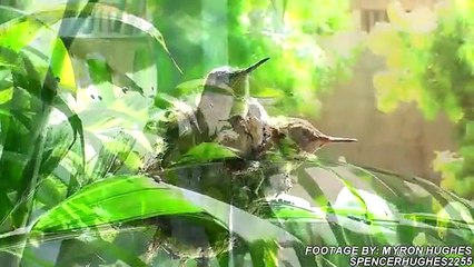 Humming Birds HD