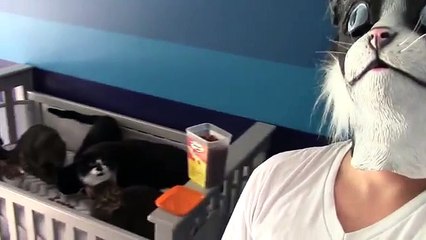 Chats vs Masque de chat