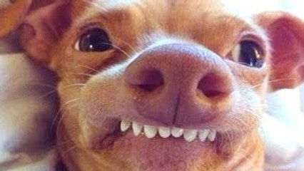 BEST FUNNY DOGS COMPILATION 2015 - 30 Minutes of Best Dog and Puppy Fails!