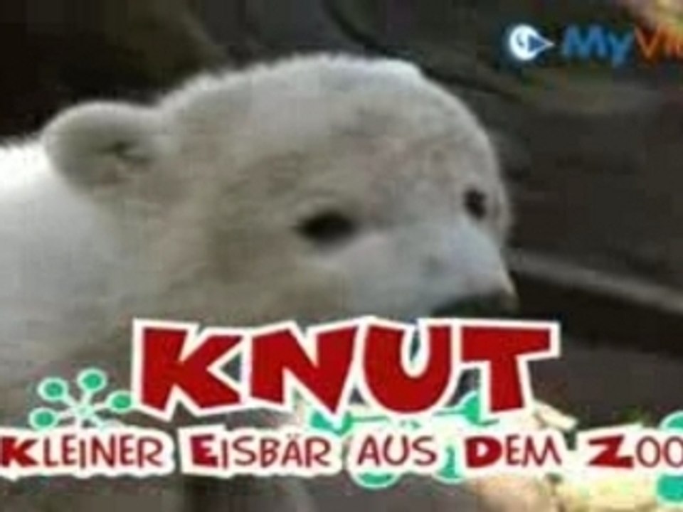 Knut der kleine Eisbär