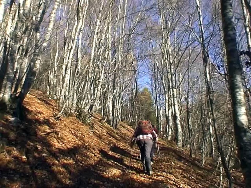Flaneries dans les bois des Replats - Aillon-le-Jeune 73340 Parc Naturel des Bauges