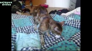 Chats drôles jouant leffort Compilation 2014 [NEW HD]