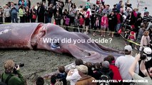 GIANT SQUID found! (50 foot long, washed up on beach, Punakaiki, New Zealand, March 1st 20