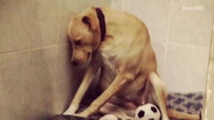 'Saddest dog in the world' gets foster home