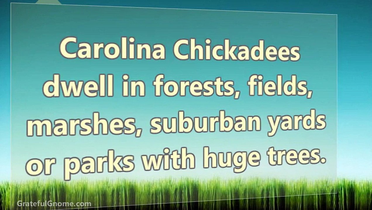 Important Information On Carolina Chickadees